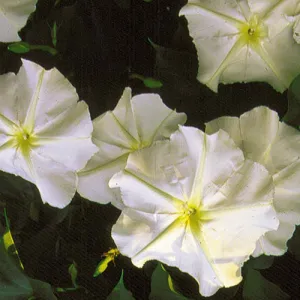 Flower, Moonflower Seeds