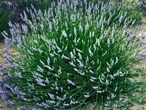 Lavender Live Plant French Provence