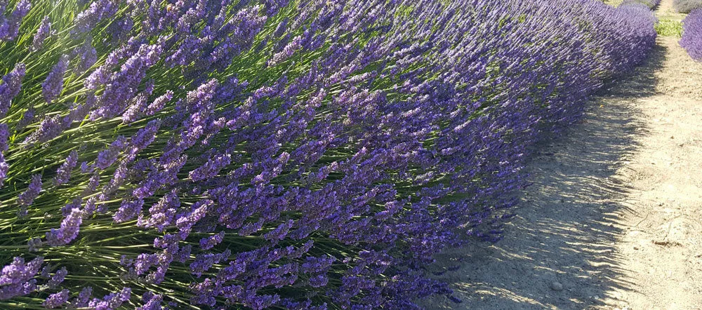 Lavender Live Plant French Provence