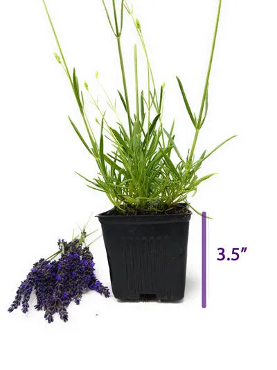 Lavender Live Plant French Provence