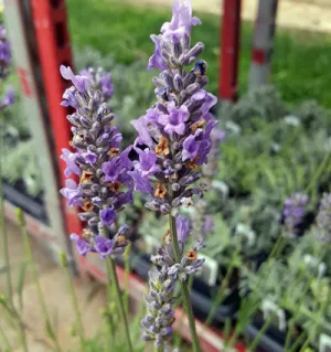 Lavender Live Plant French Provence